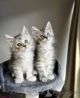 Photo №2 to announcement № 158958 for the sale of maine coon - buy in Poland private announcement