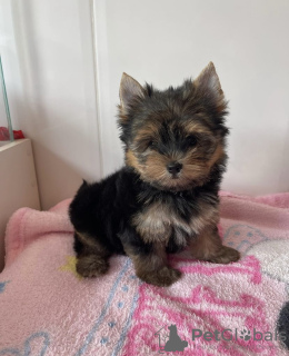 Photo №1. yorkshire terrier - for sale in the city of Miskolc | negotiated | Announcement № 110170