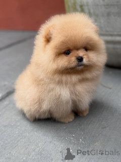 Photo №4. I will sell pomeranian in the city of Dusseldorf. breeder - price - negotiated