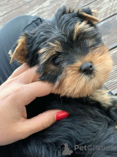 Additional photos: Yorkshire terriers for sale