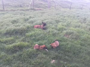 Photo №4. I will sell malinois in the city of Darmstadt. breeder - price - 376$