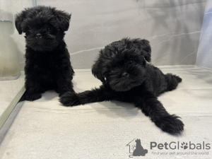 Photo №1. affenpinscher - for sale in the city of Dnipro | 2113$ | Announcement № 94429