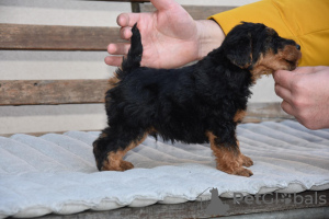 Photo №4. I will sell welsh terrier in the city of Kruševac. breeder - price - negotiated