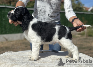 Photo №4. I will sell english springer spaniel in the city of Plovdiv. breeder - price - 1585$