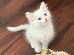 Photo №1. turkish angora - for sale in the city of Garging | 361$ | Announcement № 173649