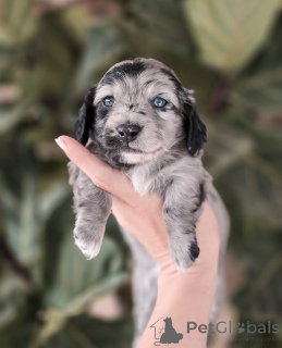 Photo №2 to announcement № 155449 for the sale of dachshund - buy in Switzerland private announcement