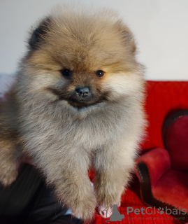 Photo №2 to announcement № 34196 for the sale of pomeranian - buy in Serbia breeder