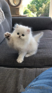 Photo №2 to announcement № 158832 for the sale of chinchilla cat - buy in Germany from the shelter, breeder