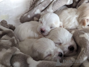 Photo №1. maltese dog - for sale in the city of Las Vegas | 300$ | Announcement № 97032