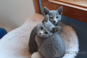 Photo №1. russian blue - for sale in the city of Warsaw | 516$ | Announcement № 168358