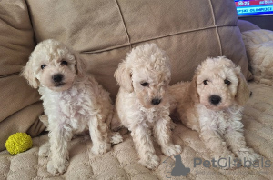 Photo №3. White toy poodle. Serbia