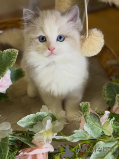 Photo №2 to announcement № 170003 for the sale of ragdoll - buy in Germany breeder