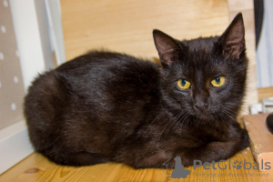 Additional photos: A wonderful black cat, kitten Charlie, is looking for a home and a loving