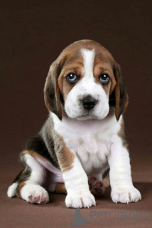 Photo №1. beagle - for sale in the city of Kiev | 687$ | Announcement № 61906