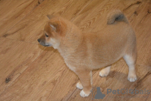 Photo №3. Beautiful shiba inu. Finland