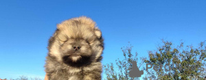 Additional photos: Pomeranian Spitz puppies