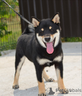 Additional photos: Shiba Inu puppies