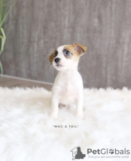 Photo №2 to announcement № 99574 for the sale of jack russell terrier - buy in Germany private announcement, from nursery, from the shelter, breeder