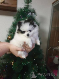 Photo №2 to announcement № 167388 for the sale of pomeranian - buy in Germany 