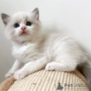 Photo №2 to announcement № 119830 for the sale of ragdoll - buy in Bosnia and Herzegovina private announcement