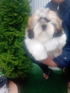 Photo №2 to announcement № 6878 for the sale of shih tzu - buy in Russian Federation breeder