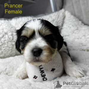 Photo №3. Wunderschöne Cavalier/Malteser-Welpen. Germany