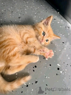 Photo №3. Red kitten to give urgently. Finland