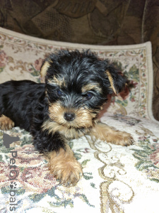 Photo №4. I will sell beaver yorkshire terrier, yorkshire terrier in the city of Riga. private announcement, from nursery, breeder - price - 671$