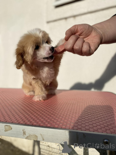 Photo №2 to announcement № 134977 for the sale of chinese crested dog - buy in Serbia breeder