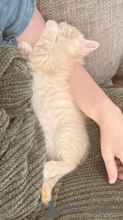 Photo №1. maine coon - for sale in the city of 665 Site Colonia | 60$ | Announcement № 148697