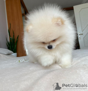 Additional photos: Pomeranian puppies