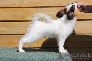 Photo №2 to announcement № 66923 for the sale of papillon dog - buy in Belarus from nursery, breeder