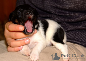 Photo №2 to announcement № 129443 for the sale of fox terrier - buy in Finland private announcement