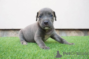 Photo №3. Bluenose Pitbull Puppies. Serbia