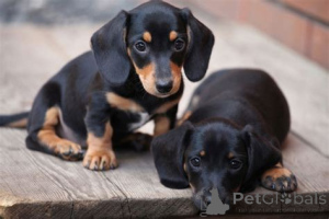 Photo №2 to announcement № 135436 for the sale of dachshund - buy in United Kingdom 