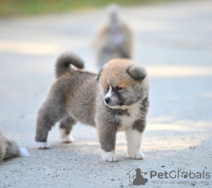 Additional photos: Akita Inu puppies