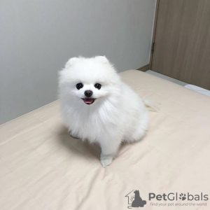 Photo №1. pomeranian - for sale in the city of Флоренс | negotiated | Announcement № 17532
