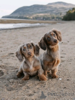 Photo №2 to announcement № 163629 for the sale of dachshund - buy in Finland private announcement, from the shelter