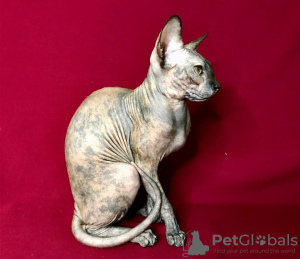Photo №3. Sphynx kitten for sale. Russian Federation