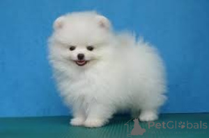 Photo №1. pomeranian - for sale in the city of Graz | negotiated | Announcement № 166906