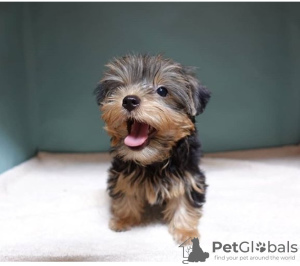 Photo №1. yorkshire terrier - for sale in the city of Москва | 316$ | Announcement № 8122
