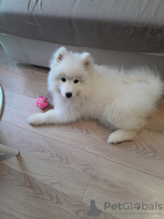 Photo №2 to announcement № 76358 for the sale of samoyed dog - buy in Russian Federation private announcement