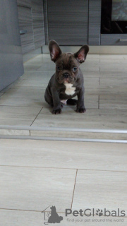 Photo №2 to announcement № 20069 for the sale of french bulldog - buy in Germany breeder