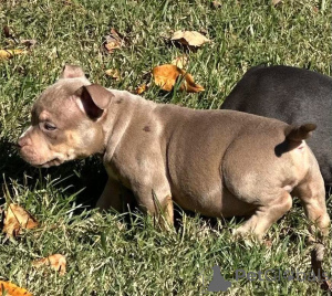 Photo №3.  Your Christmas Wish Has Arrived! Meet Holly, Our Lilac Pocket Princess. United Kingdom