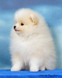 Photo №1. pomeranian - for sale in the city of Москва | Negotiated | Announcement № 3463