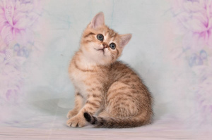Photo №3. Kittens of munchkin breed are sold. To the cats 2.5 months. Russian Federation