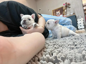 Photo №3.  French Bulldog Puppy Available for Adoption! . Germany