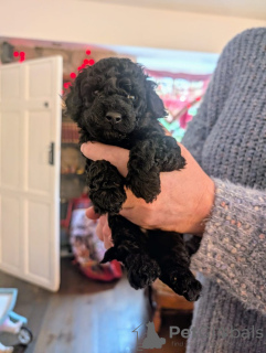 Photo №2 to announcement № 133686 for the sale of poodle (dwarf) - buy in United States private announcement