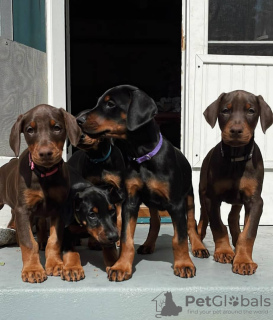 Photo №1. dobermann - for sale in the city of Krakow | Is free | Announcement № 63284