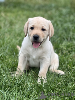 Photo №3. Labrador Puppies yellow, white, black. United States